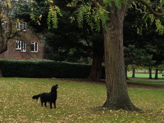 Currently dog sitting the cutest hound in the world, who is convinced one day he will catch a squirrel…