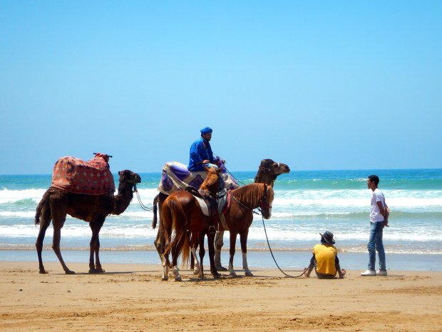Camel and horse rides for those wanting to